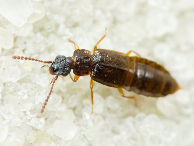 Omalium caesum Gravenhorst, 1806